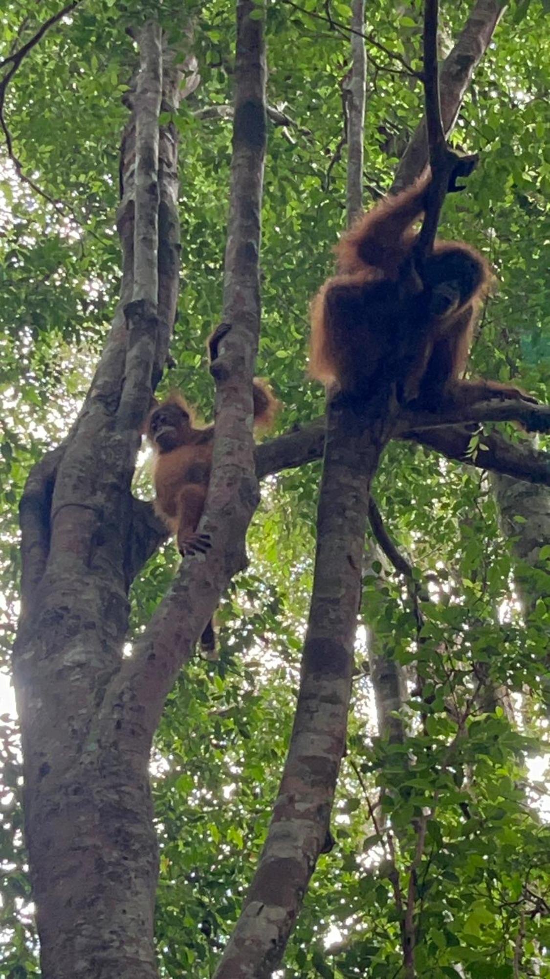 Ridho'S Homestay & Jungle Trekking Bukit Lawang Exteriér fotografie