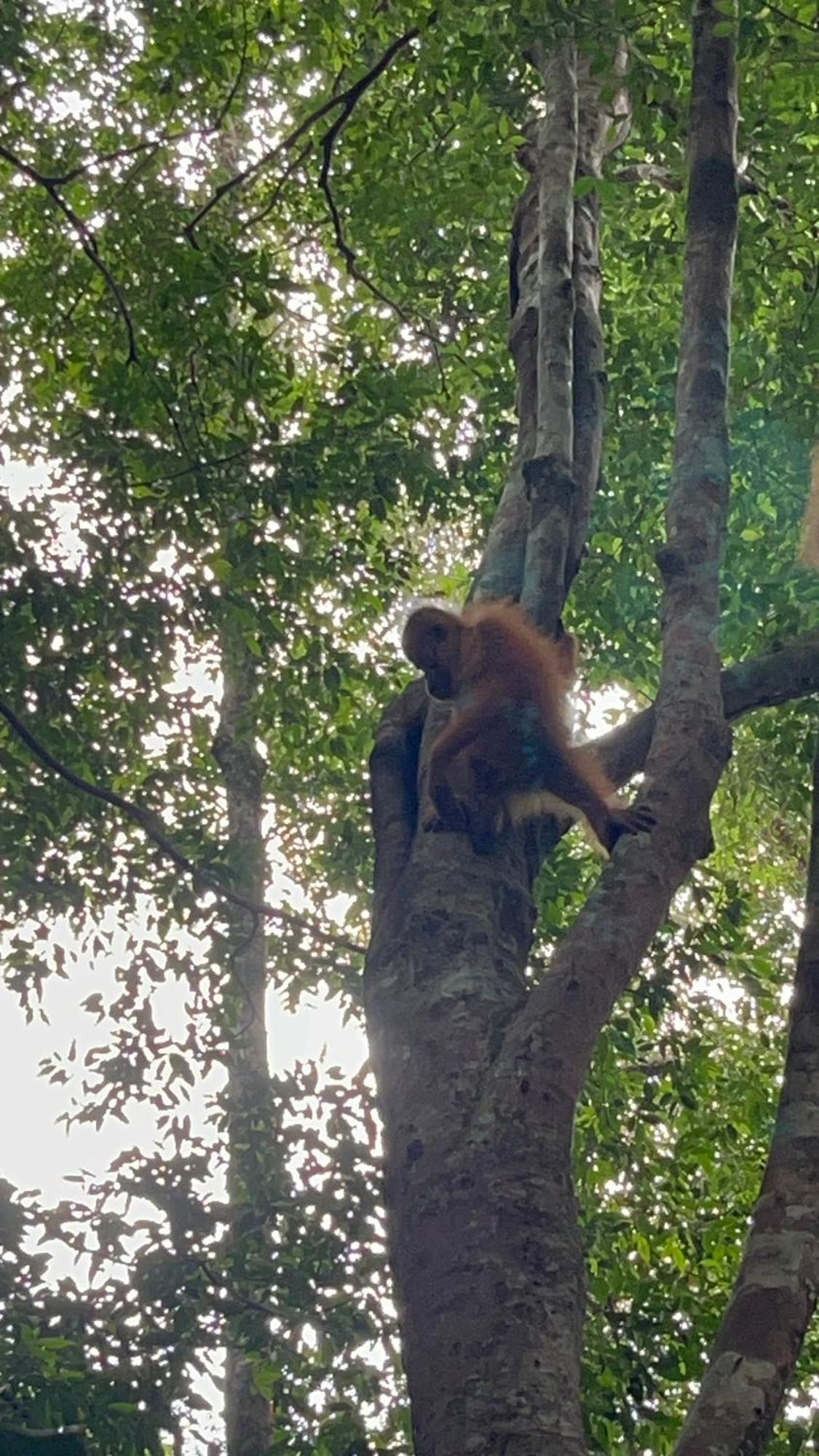 Ridho'S Homestay & Jungle Trekking Bukit Lawang Exteriér fotografie