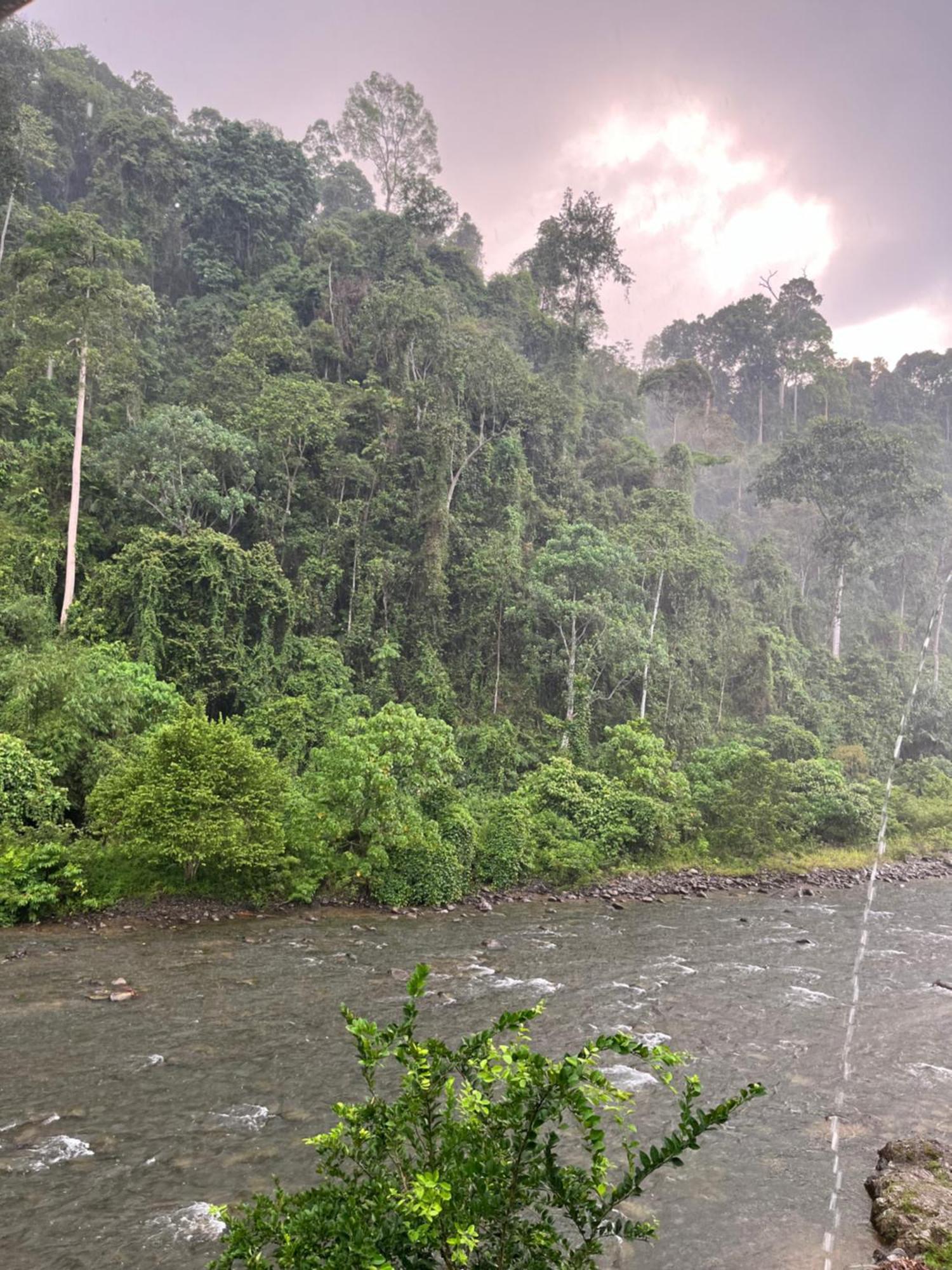 Ridho'S Homestay & Jungle Trekking Bukit Lawang Exteriér fotografie