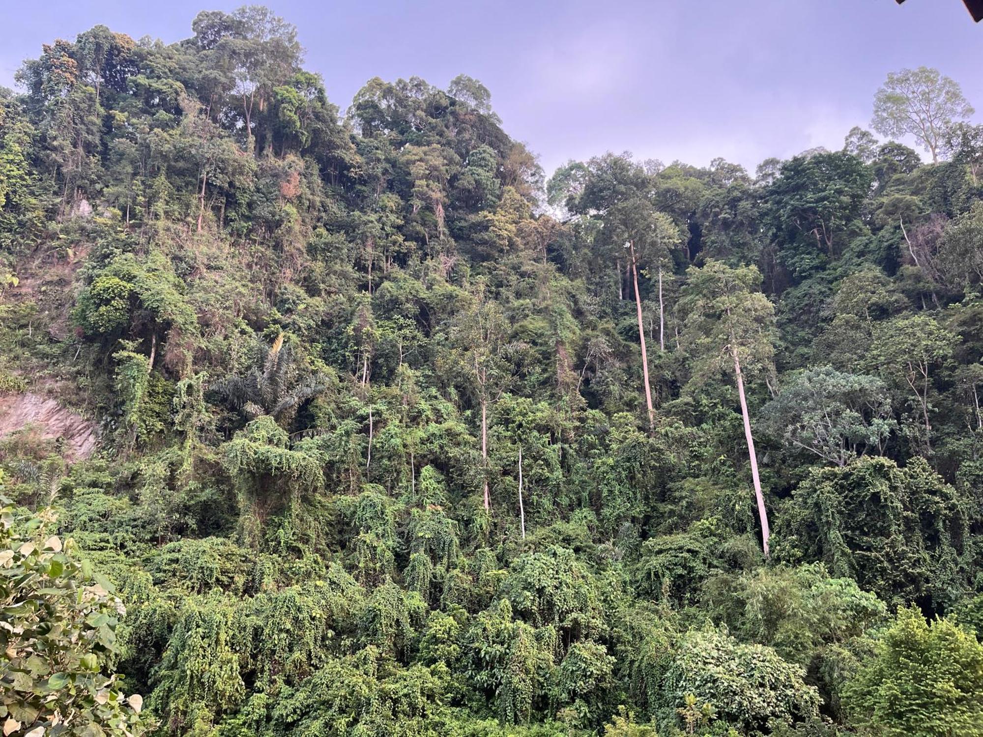 Ridho'S Homestay & Jungle Trekking Bukit Lawang Exteriér fotografie