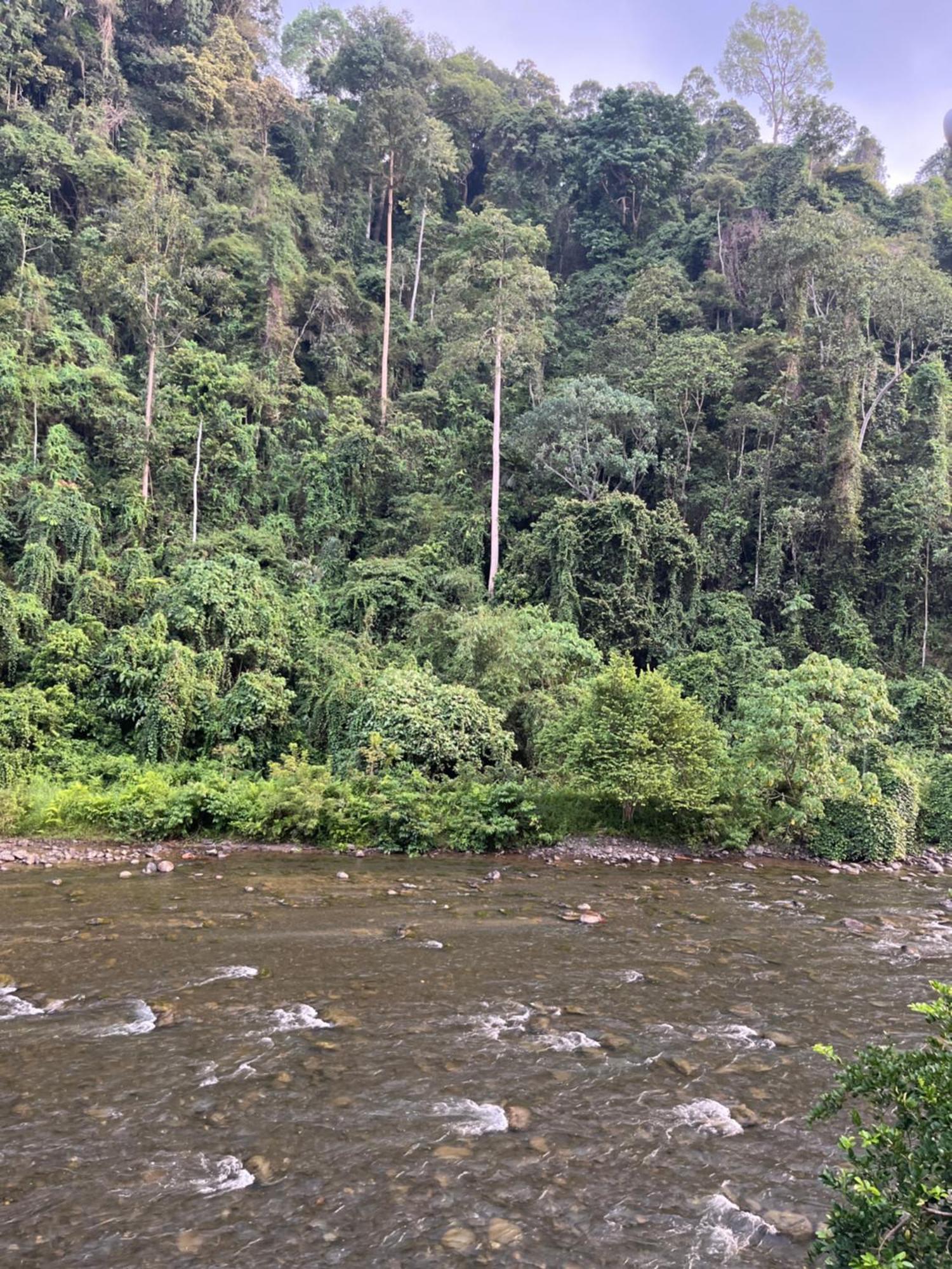 Ridho'S Homestay & Jungle Trekking Bukit Lawang Pokoj fotografie