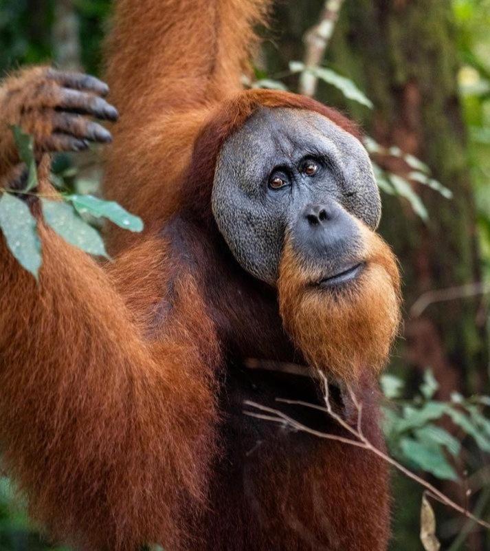 Ridho'S Homestay & Jungle Trekking Bukit Lawang Exteriér fotografie